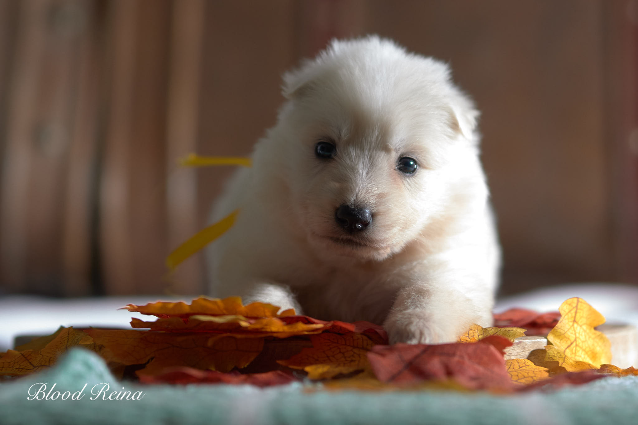 Chien d'élevage présenté dans un cadre professionnel